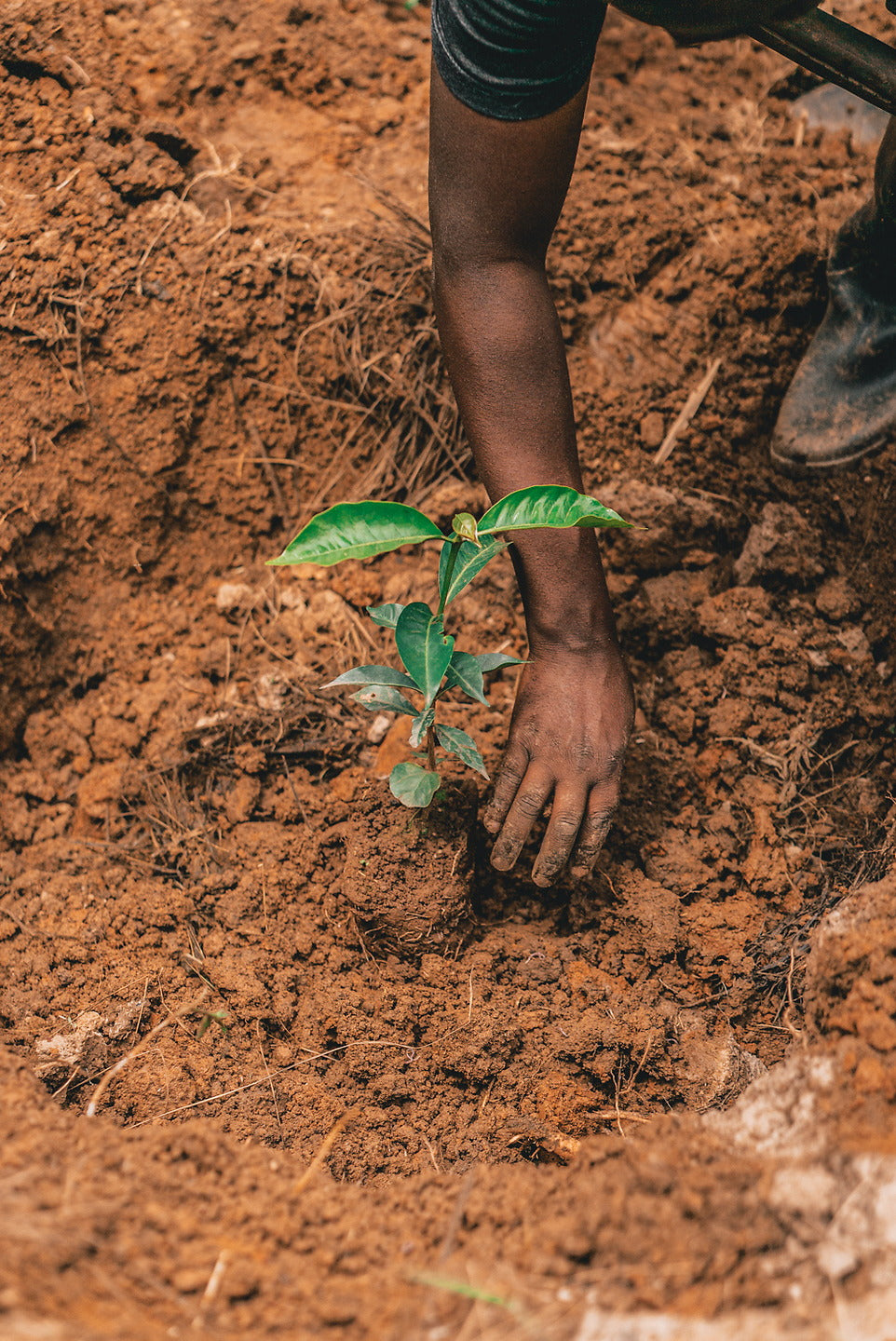 An Update To Our OGT Tree Planting Initiative 🌳 – One Golden Thread