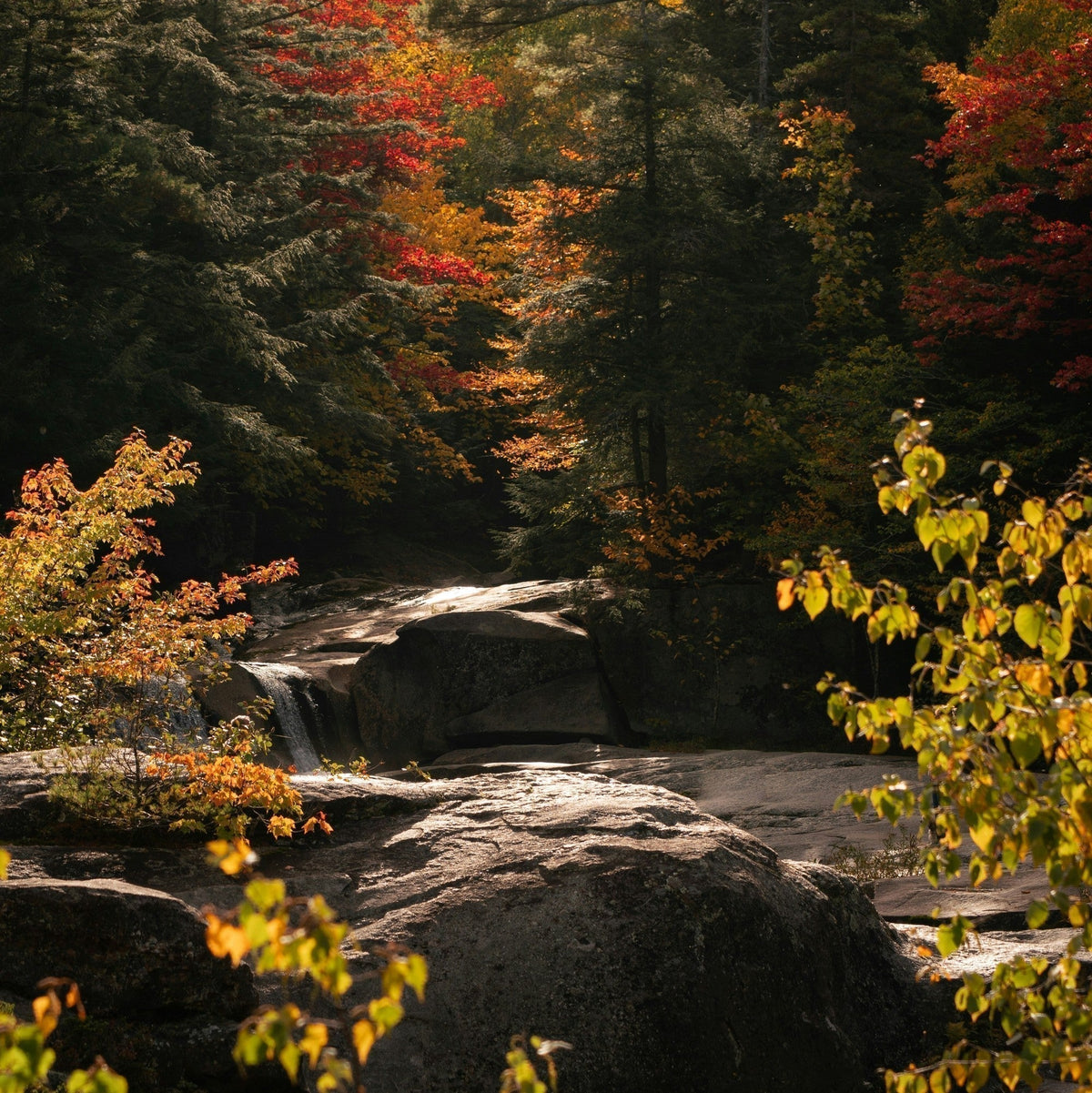 THE THREAD Vol. 20 (Fall Edition)