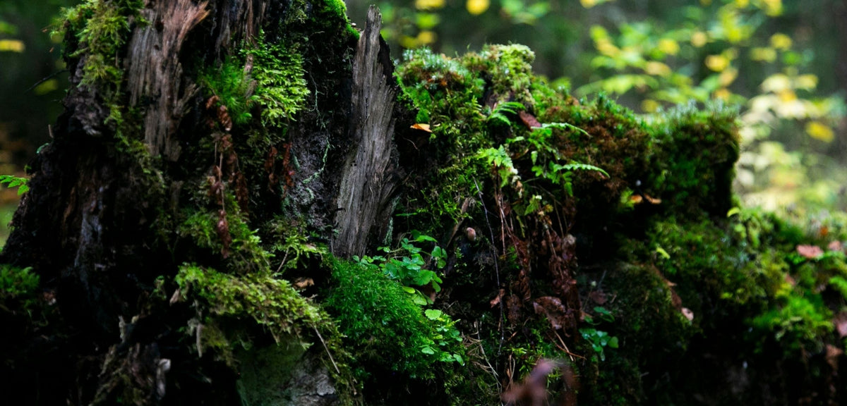 Slideshow Image 3